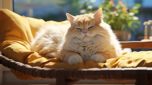 晒太阳的猫咪图片