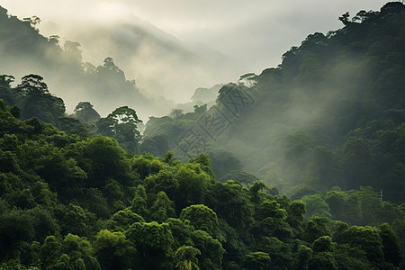 烟雾森林烟雾缭绕的神秘丛林背景