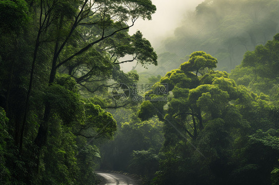 神秘的云雾雨林图片