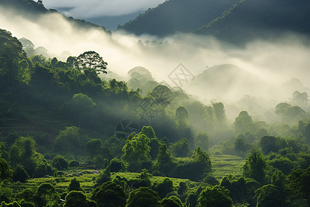 雾中山林的景色背景