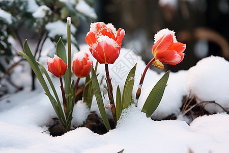 白雪覆盖的郁金香花朵背景图片
