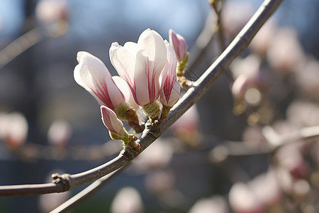 春天花园中盛开的玉兰花图片