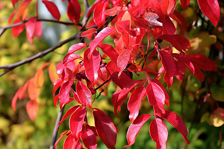 花园中的秋天红叶背景图片