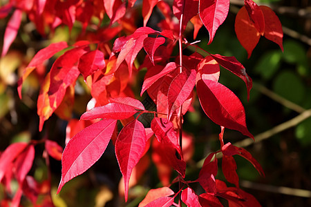 茂盛的秋日红叶图片