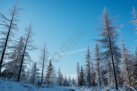 寒冷的雪中树林景观图片