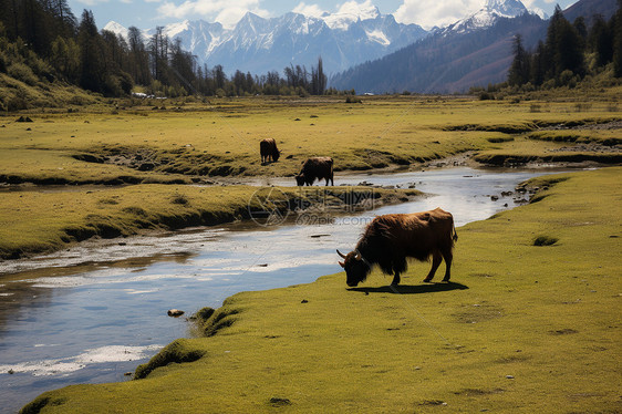 牛羊成群的临山牧地图片