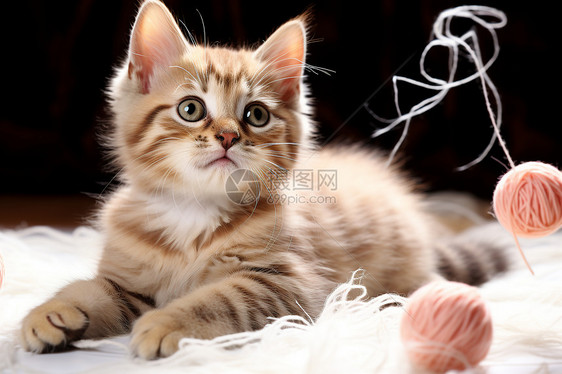 蓬松的斑纹猫图片