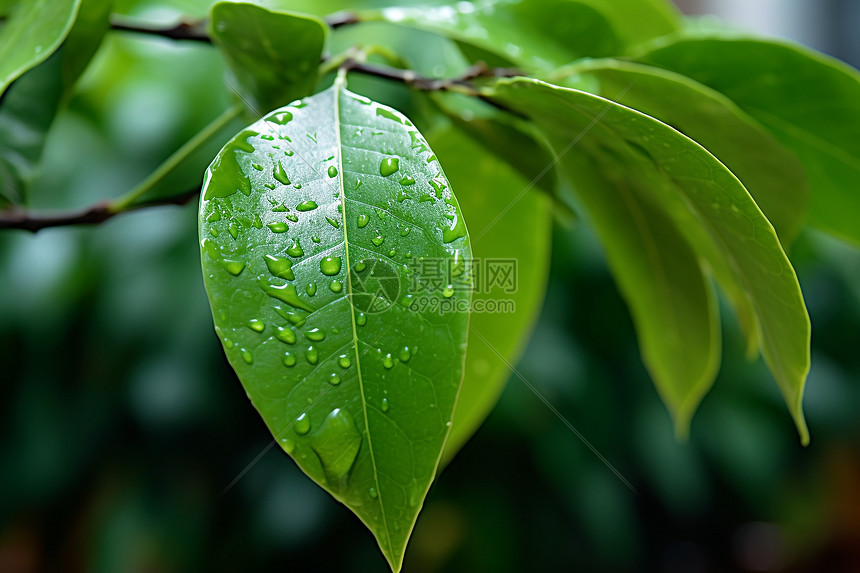 夏季满是露水的绿色树叶图片