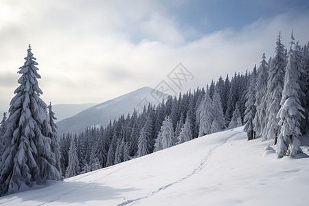 冬季森林的美丽景图片
