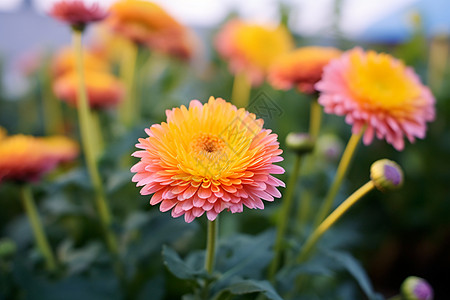 花园中盛开的金盏菊花朵高清图片