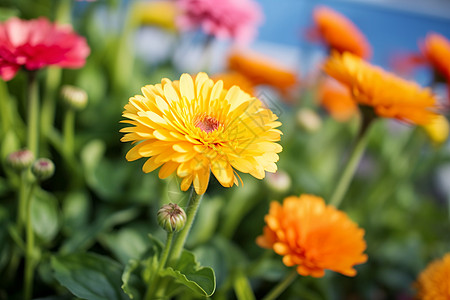 夏日缤纷的金盏菊花海背景图片