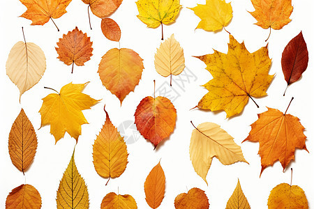 秋叶飘落的落叶收集图片