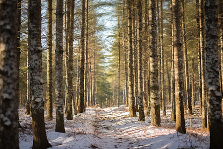 冬季雪后的桦木林图片