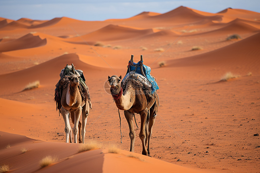 沙漠之旅的骆驼群图片