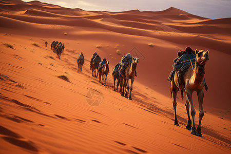 穿越沙漠的骆驼群图片