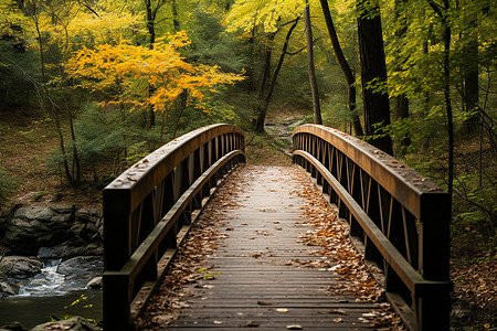 秋天森林公园中的木栈道图片