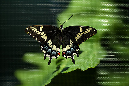 彩色翅膀的蝴蝶图片