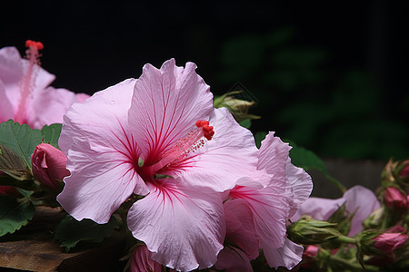 大朵盛放的粉色花图片