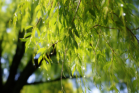 树叶树枝与水滴挂着水滴的绿树枝背景