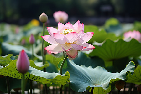 池塘中的粉色莲花高清图片