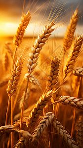 成熟的金色麦子背景图片