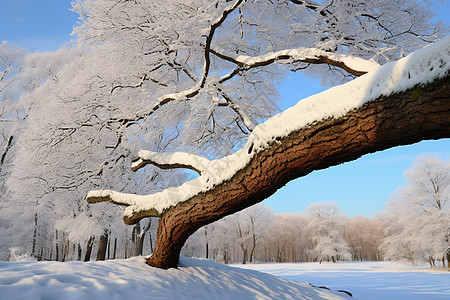 冬日森林公园中的大树图片