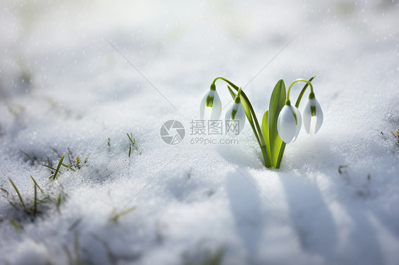 美丽的雪花莲花朵图片