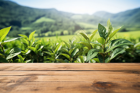 夏季促销清晨茶园背景的木桌背景