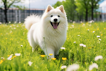 草地上玩耍的狗狗图片