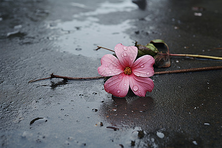 雨后湿滑道路上的花朵图片