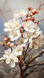 枝头绽放的白色梨花图片