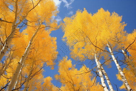 茂密的秋季金黄色树林景观高清图片