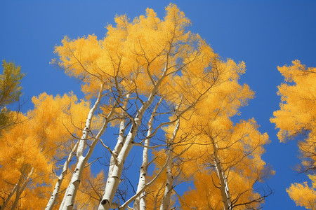 秋季美丽的树林景观高清图片