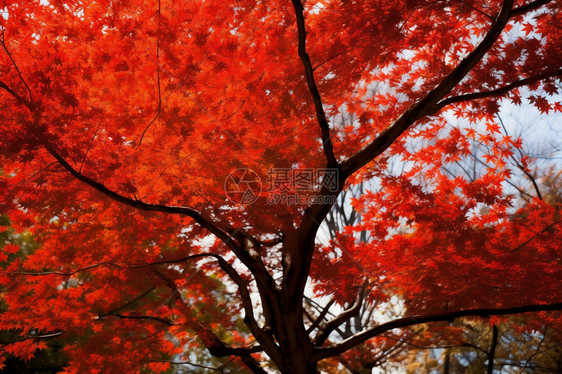 秋季枫树上红色的枫叶图片