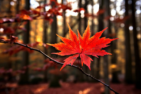秋季颜色鲜艳的枫叶图片
