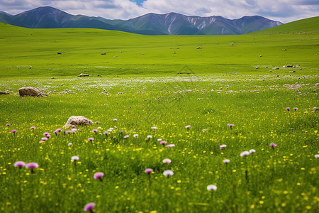 夏季喀拉峻大草原的美丽景观背景