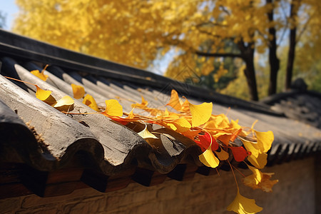 秋季风光银杏与古建筑图片