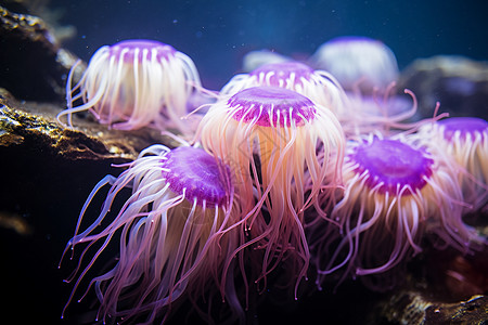 粉色水母紫白海葵中的水母背景