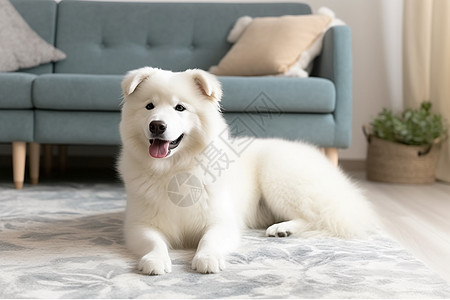 家中白色狗狗图片
