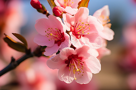 盛夏桃花图片