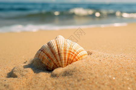 沙子里的贝壳图片