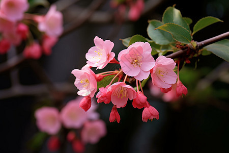 春天花园中盛开的海棠花图片