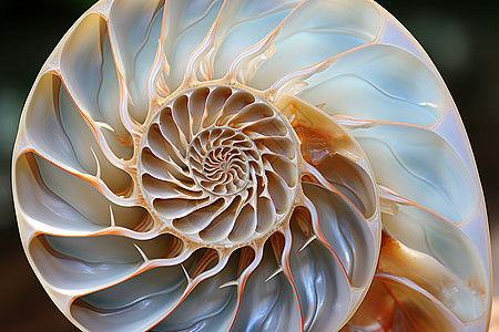 螺旋缝纫鹦鹉螺贝壳图片
