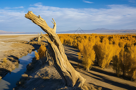 新疆草原金黄色秋天胡杨林的美丽景观背景