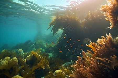 深海中美丽鱼群和珊瑚群图片