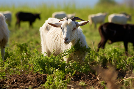 一群山羊在青青草地上吃草图片