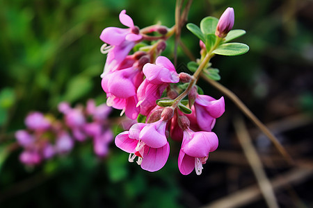 美丽野生紫罗兰绚烂盛开的粉红花背景