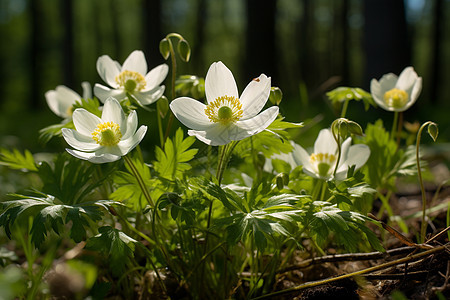森林中的白色花朵图片