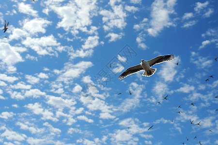 蓝天中飞翔的小鸟背景图片