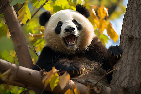 可爱的熊猫在树上坐着图片
